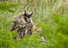 leo300409b Long-eared Owl Langness, Isle of Man