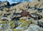 sparrowhawk040114 Sparrowhawk Derbyhaven, Isle of Man