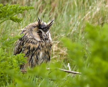 leo300409b Long-eared Owl Langness, Isle of Man