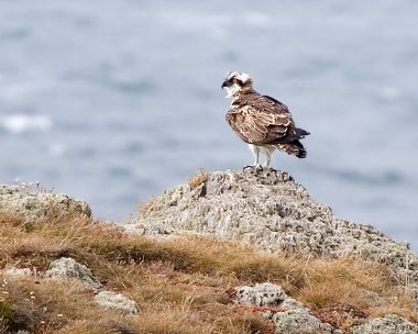 osprey Osprey Langness, Isle of Man
