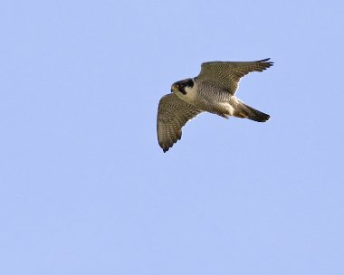 peregrine280608c Peregrine Falcon Maughold, Isle of Man