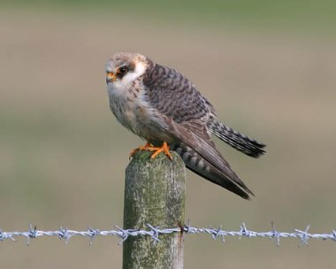 redfootedfalcon Red-footed Falcon Druidale, Isle of Man
