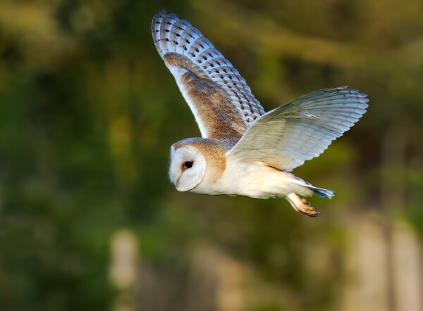 Barn Owl