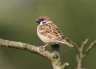 treesparrow5 Tree Sparrow The Phurt, Isle of Man
