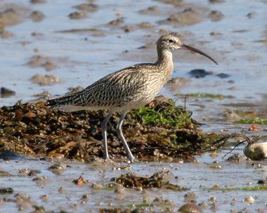 curlew2 Curlew Derbyhaven, Isle of Man