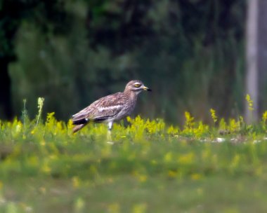 stonecurlew020710 Stone Curlew Weeting Heath, Norfolk (Record shot)