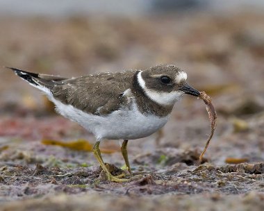 ringedplover230308b Ringed Plover Smeale, Isle of Man