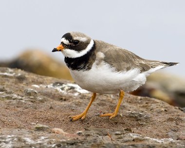 ringedplover240409 Ringed Plover Langness, Isle of Man