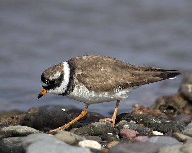 ringedplover290407 Ringed Plover Smeale, Isle of Man