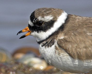 ringedplover290407c Ringed Plover Smeale, Isle of Man
