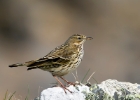 meadowpipit030410 Meadow Pipit Fort Island, Isle of Man