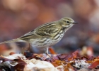 meadowpipit050513 Meadow Pipit Balranald, North Uist