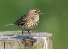 meadowpipit270516 Meadow Pipit Langness, Isle of Man