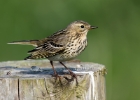meadowpipit270516b Meadow Pipit Langness, Isle of Man