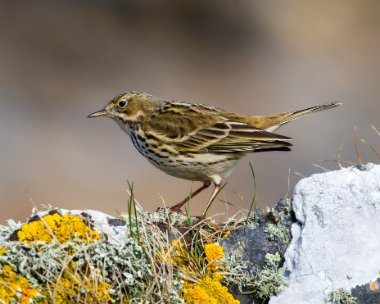 meadowpipit030410c Meadow Pipit Fort Island, Isle of Man
