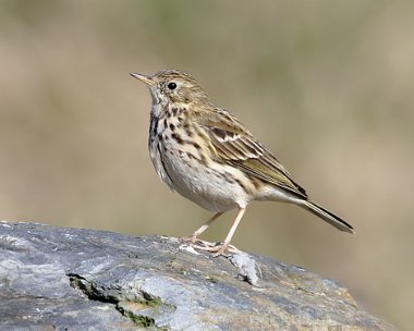 meadowpipit12 Meadow Pipit Derbyhaven, Isle of Man
