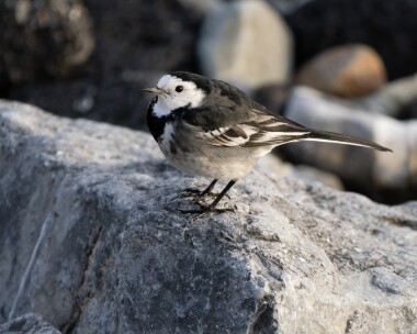 piedwag100126 Pied Wagtail Castletown, Isle of Man