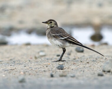 piedwag240710b Pied Wagtail Point of Ayre, Isle of Man