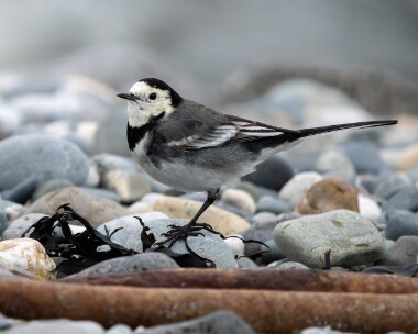 piedwagtail140226 Pied Wagtail Strandhall, Isle of Man
