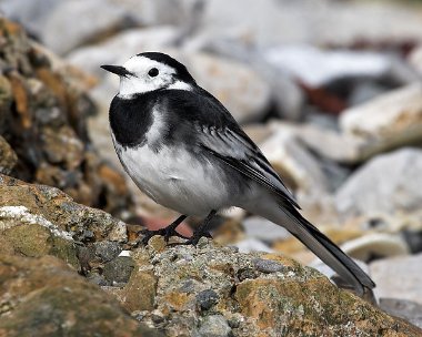 piedwagtail22 Pied Wagtail Derbyhaven, Isle of Man