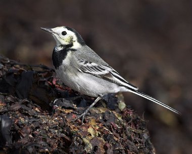 piedwagtail23 Pied Wagtail Derbyhaven, Isle of Man