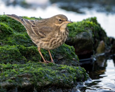 rockpipit121225 Rock Pipit Peel, Isle of Man
