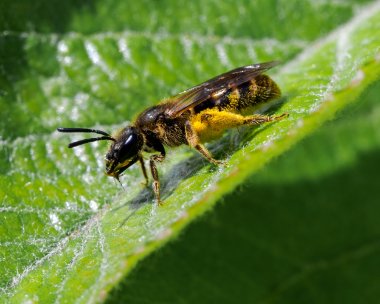 bee110622 Furrow Bee Douglas, Isle of Man