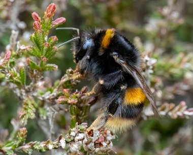 bumblebee290423 Buff-tailed Bumblebee Ballaghennie, Isle of Man