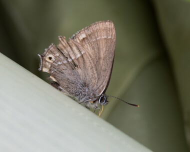 purplehairstreak010825 Purple Hairstreak RSPB Loch Lomond, Scotland