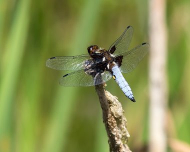 broadbodiedchaser050717 Broad-bodied Chaser Parc Slip, South Wales