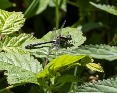 clubtail020717 Common Club-tail, Dixton, South Wales