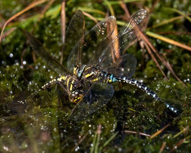 commonhawker160922d Common Hawker Stoney Mountain, Isle of Man