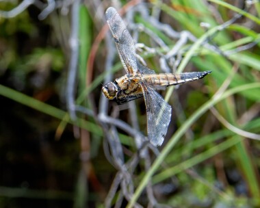 4spot050725 Four-spotted Chaser Stoney Mountain, Isle of Man