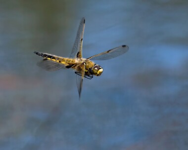 fourspot170525 Four-spotted Chaser Stoney Mountain, Isle of Man