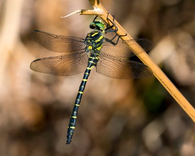 goldenringed240623 Golden-ringed Dragonfly Loch Quoich, Scotland