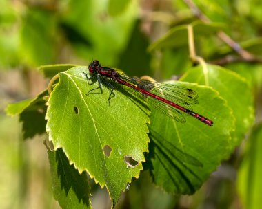 largered150722 Large Red Damselfly Thursley Common, Surrey