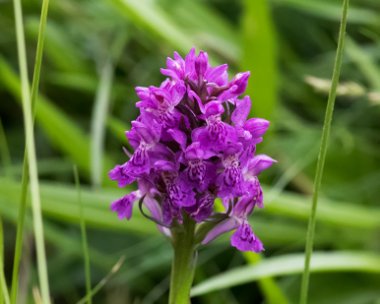 heathspottedorchid220616 Heath Spotted Orchid Abernethy, Scotland