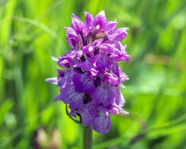 southernmarshorchid010717 Southern Marsh Orchid, Kenfig, South Wales