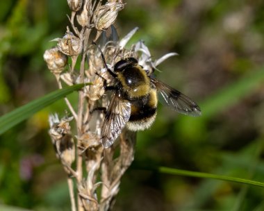 bumblebeehoverfly050722 Bumblebee Hoverfly, Stoney Mountain, Isle of Man