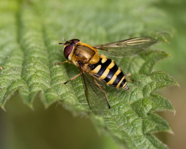 commonbandedhoverfly060523 Common Banded Hoverfly Stoney Mountain, Isle of Man