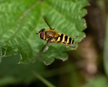 hoverfly060523 Common Banded Hoverfly Stoney Mountain, Isle of Man