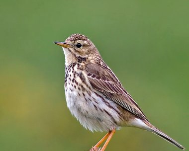meadowpipit7b Meadow Pipit Langness, Isle of Man