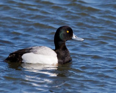 scaup020511