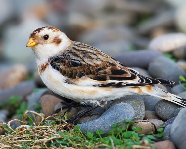 snowbunting131111 Snow Bunting Point of Ayre, Isle of Man