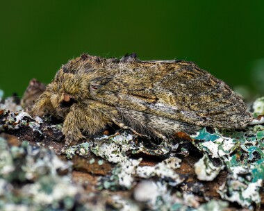 greatprominent310324s Great Prominent Cley, Norfolk