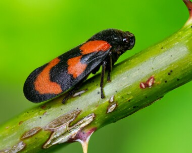 redblackfroghopper140524 Red and Black Froghopper Alners Gorse, Dorset