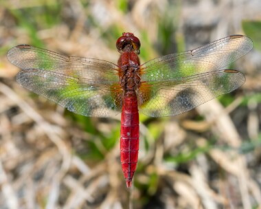 scarletdarter050825c Scarlet Darter Silverlakes, Dorset