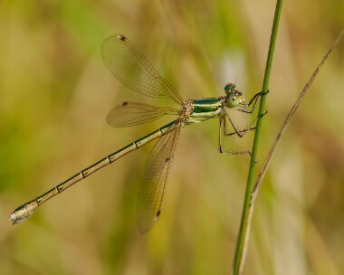 southernemdam2606024s Southern Emerald Damselfly Cliffe Marshes, Kent