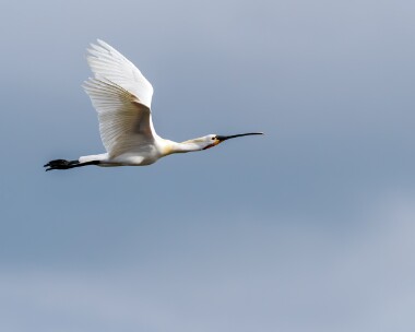 spoonbill020424b Spoonbill Cley, Norfolk