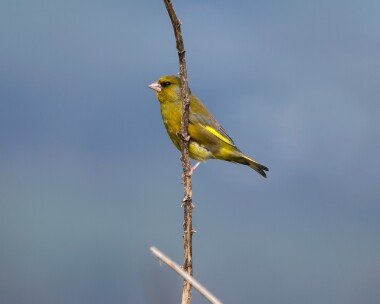 greenfinch260326 75. Greenfinch Langness, Isle of Man